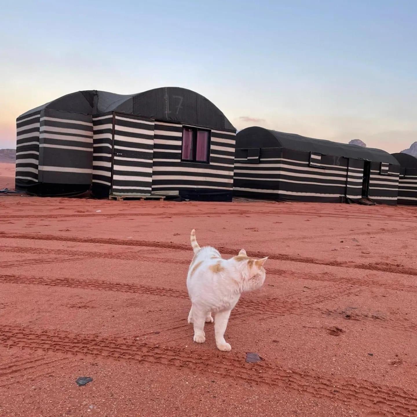 Best Wadi Rum - Private Tours Esterno foto